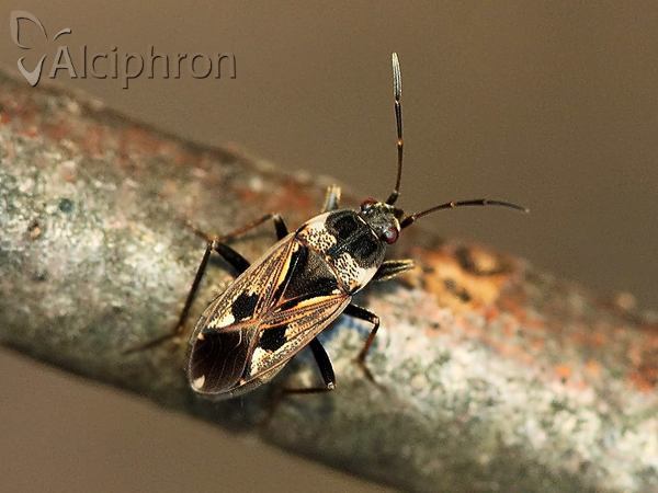 Rhyparochromus vulgaris