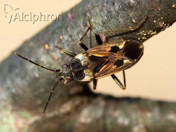 Rhyparochromus vulgaris