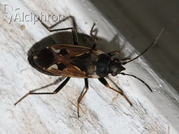 Rhyparochromus vulgaris