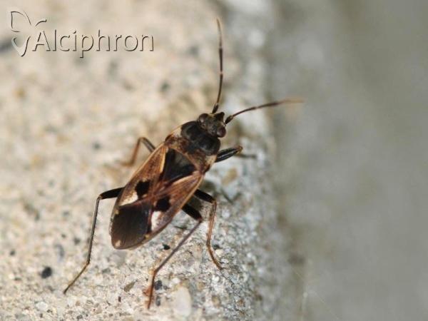Rhyparochromus vulgaris