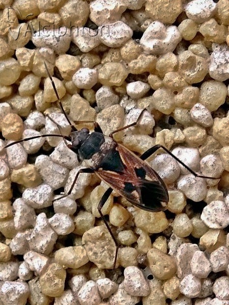 Rhyparochromus vulgaris