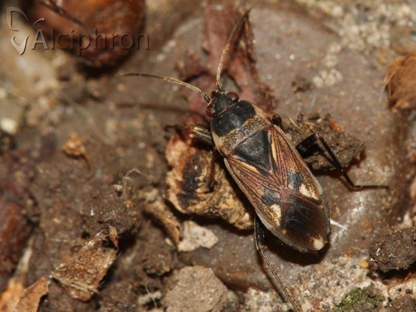 Rhyparochromus vulgaris