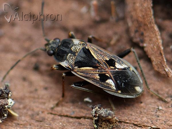 Rhyparochromus vulgaris