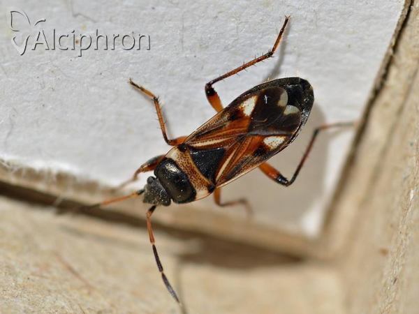 Raglius alboacuminatus