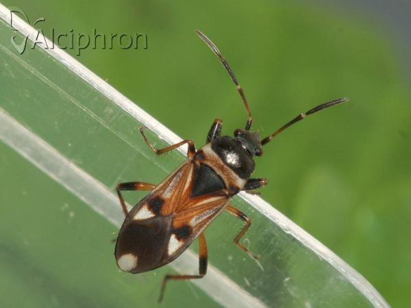 Raglius alboacuminatus