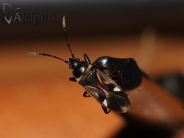 Raglius alboacuminatus