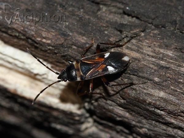 Raglius alboacuminatus