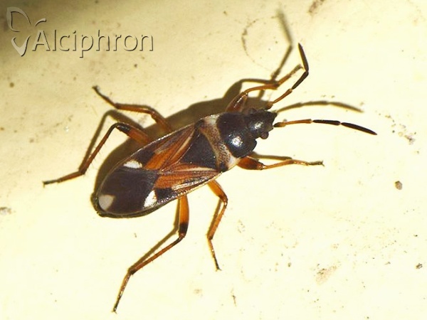Raglius alboacuminatus