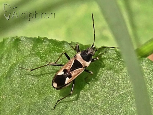 Raglius confusus