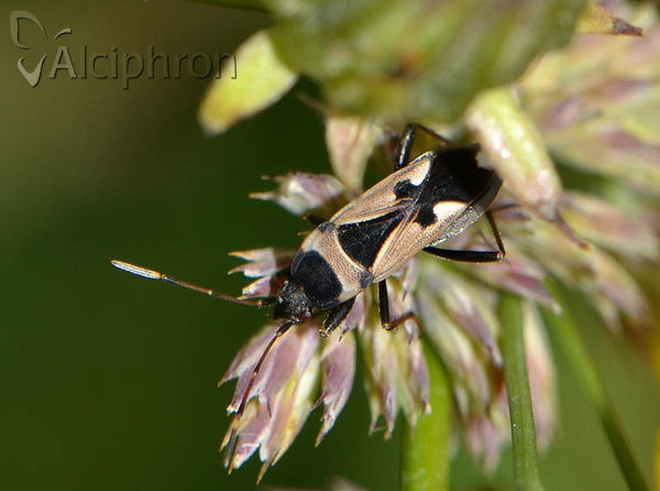 Raglius confusus