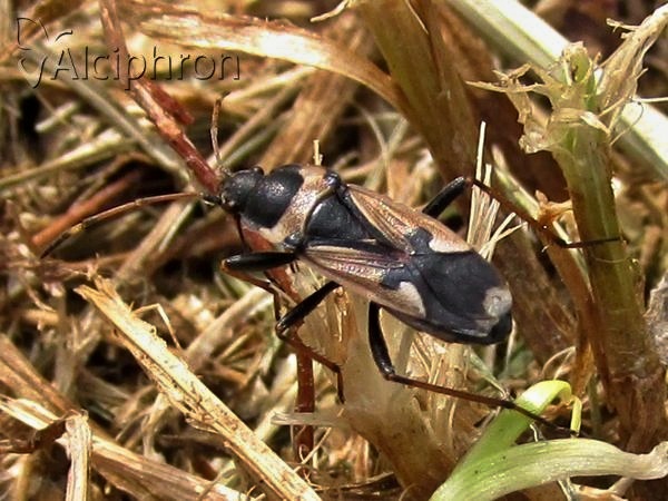 Raglius confusus