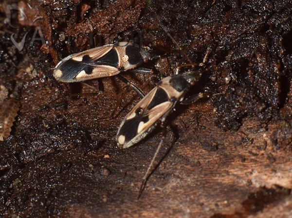 Raglius confusus
