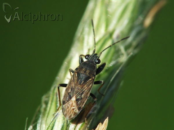 Peritrechus gracilicornis