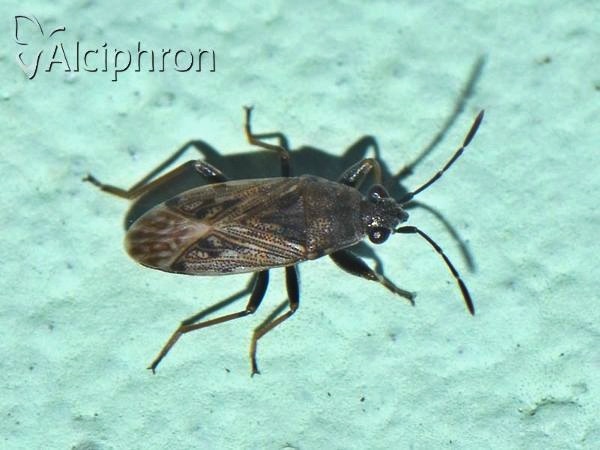 Peritrechus gracilicornis