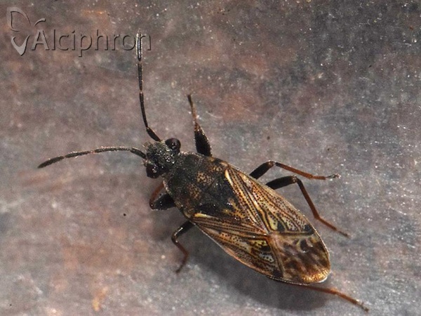 Peritrechus gracilicornis