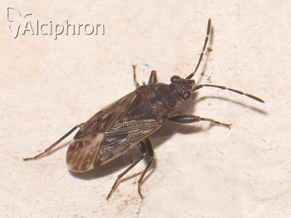 Peritrechus gracilicornis