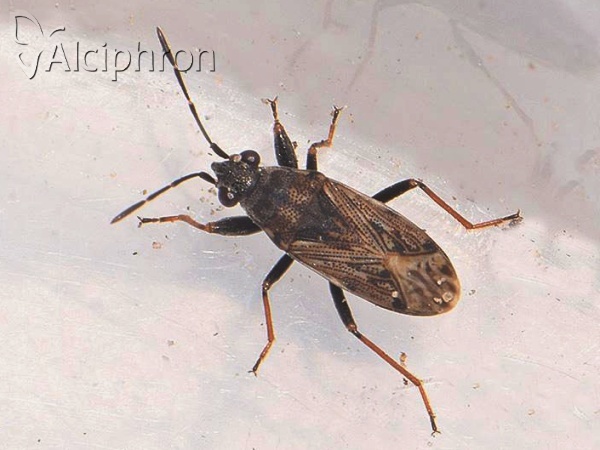 Peritrechus gracilicornis