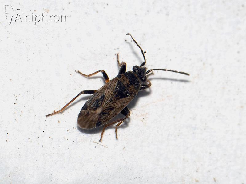 Peritrechus meridionalis