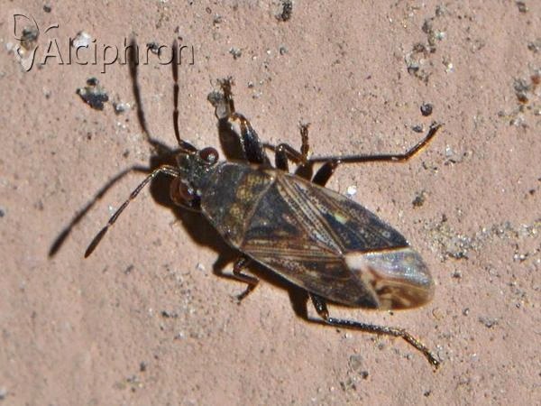 Peritrechus nubilus