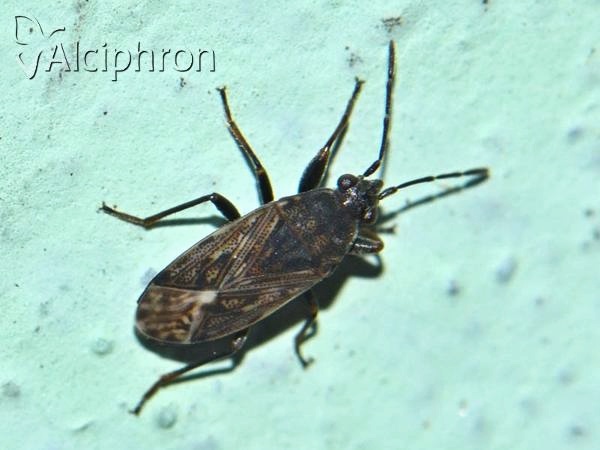 Peritrechus nubilus