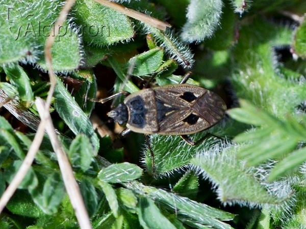 Graptopeltus lynceus
