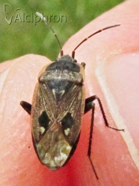 Graptopeltus lynceus