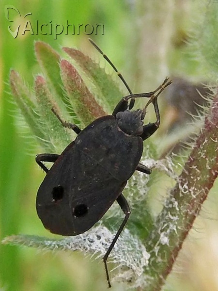 Graptopeltus validus