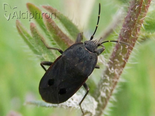 Graptopeltus validus