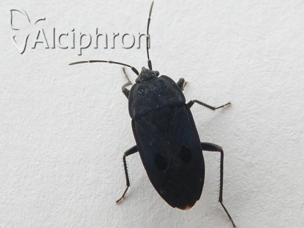 Graptopeltus validus
