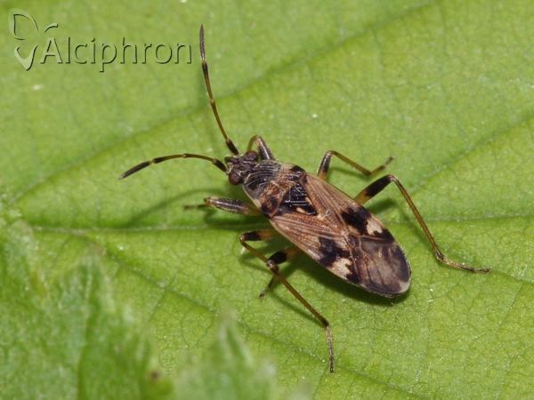 Beosus maritimus