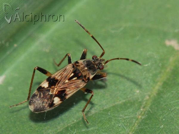 Beosus maritimus