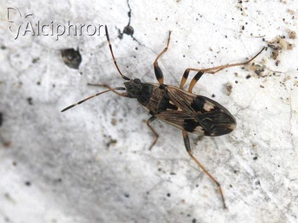 Beosus maritimus