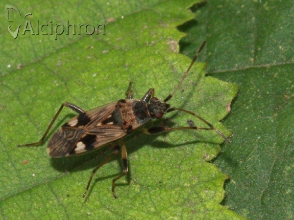 Beosus maritimus