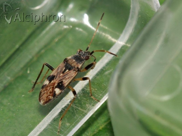 Beosus maritimus