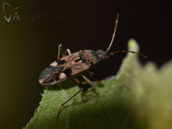 Beosus maritimus