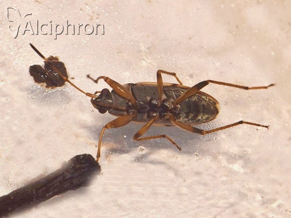 Beosus maritimus