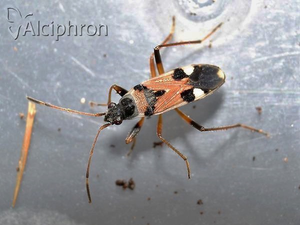 Beosus quadripunctatus