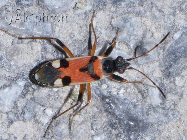 Beosus quadripunctatus