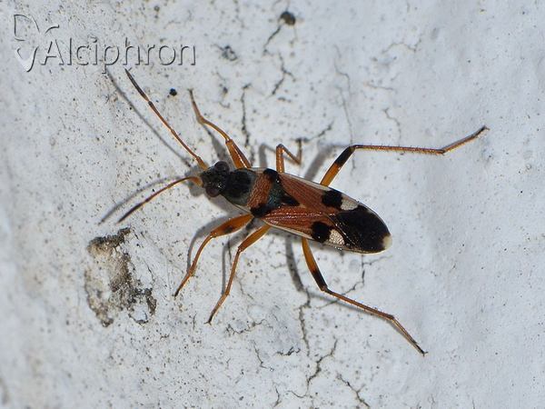 Beosus quadripunctatus