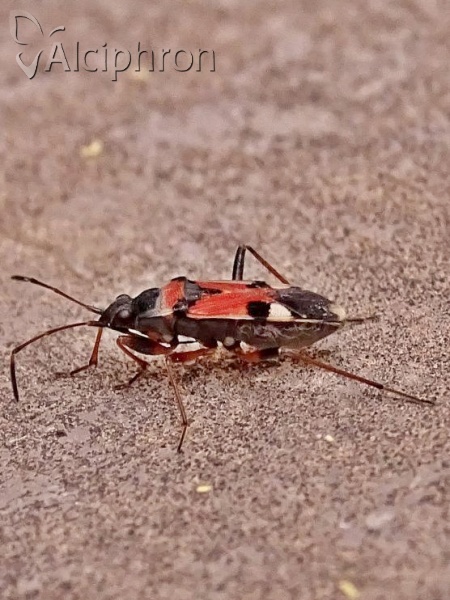 Beosus quadripunctatus