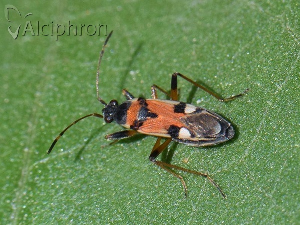 Beosus quadripunctatus