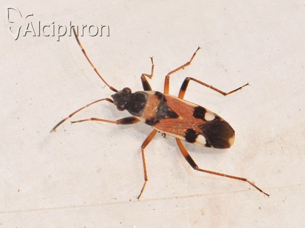 Beosus quadripunctatus