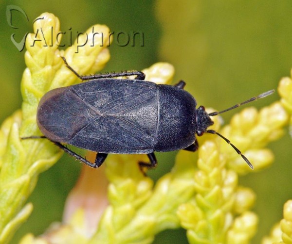 Aellopus atratus