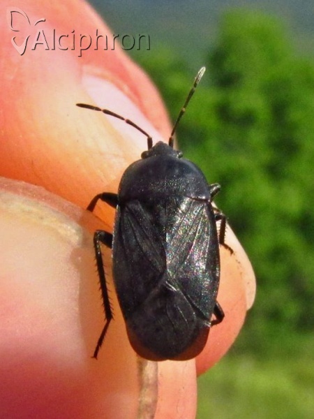 Aellopus atratus
