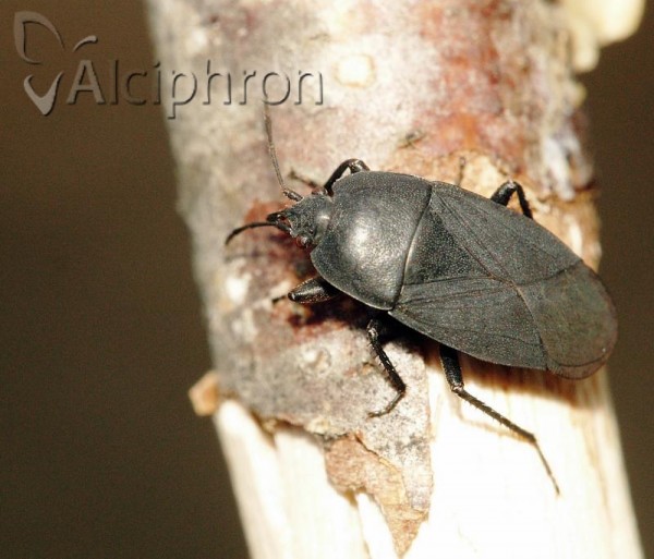 Aellopus atratus