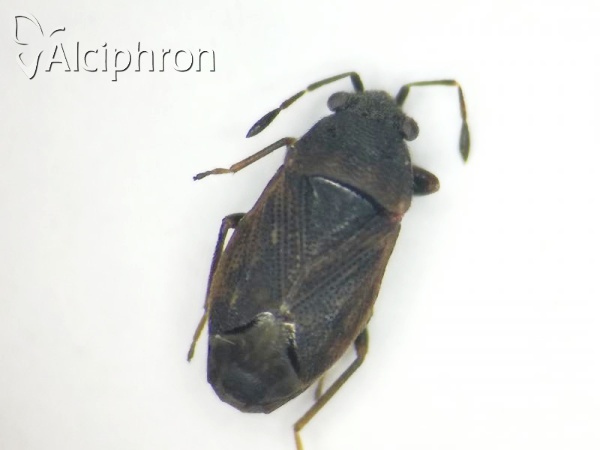 Stygnocoris rusticus