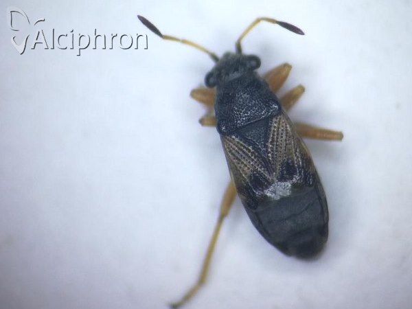 Acompus pallipes