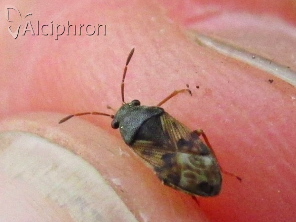Acompus rufipes