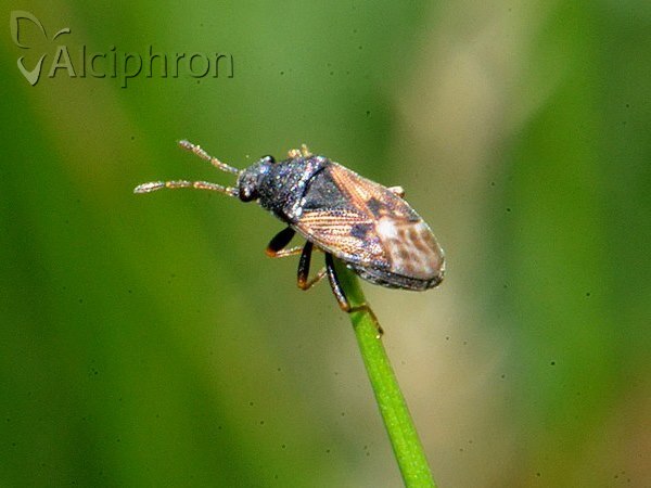 Acompus rufipes