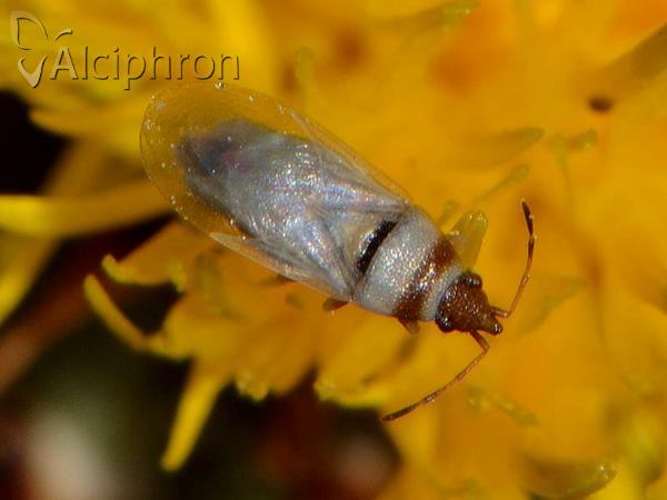 Oxycarenus pallens